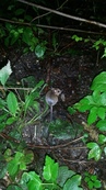 20150827_201853 Little mouse on campsite.jpg